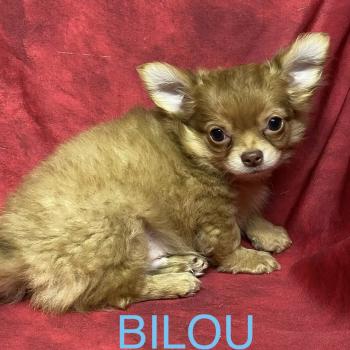 chiot Chihuahua Poil Long BABI chihuahua disponible Domaine de la Chantelaie