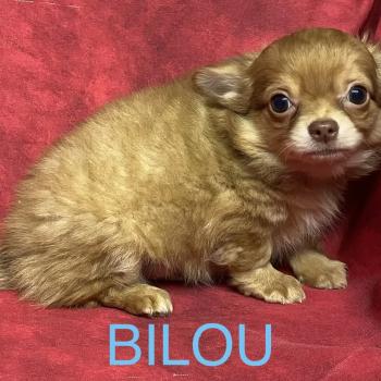chiot Chihuahua Poil Long BABI chihuahua disponible Domaine de la Chantelaie