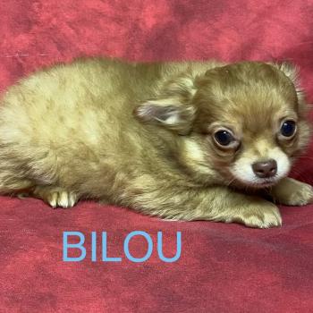 chiot Chihuahua Poil Long BABI chihuahua disponible Domaine de la Chantelaie