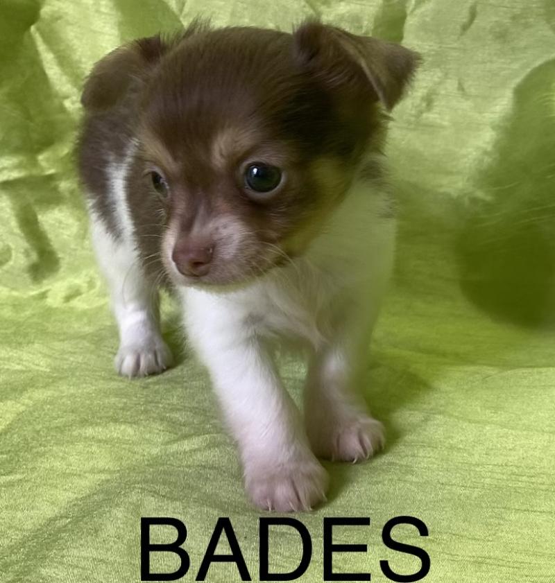 BADÈS chihuahua disponible Mâle Chihuahua Poil Long