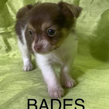 chiot Chihuahua Poil Long BADÈS chihuahua disponible Domaine de la Chantelaie