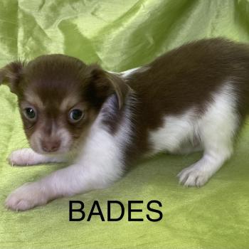 chiot Chihuahua Poil Long BADÈS chihuahua disponible Domaine de la Chantelaie