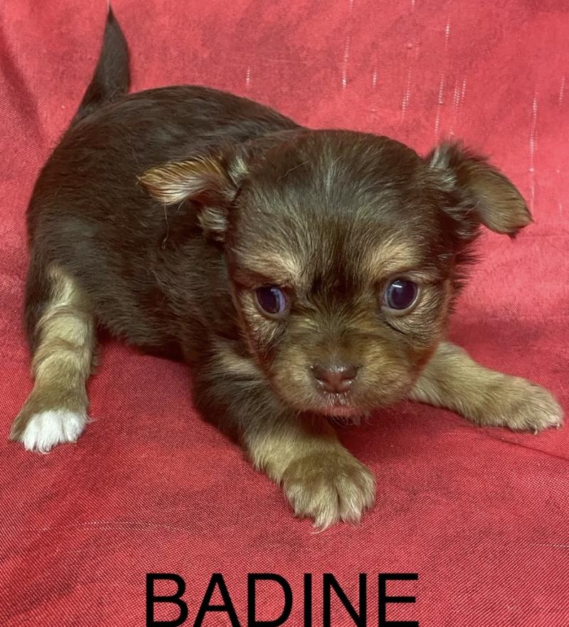 BADINE chihuahua à réserver Femelle Chihuahua Poil Long