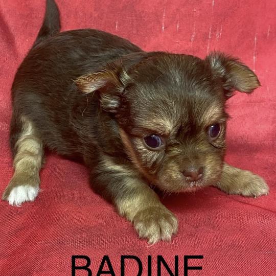 chiot Chihuahua Poil Long BADINE chihuahua à réserver Domaine de la Chantelaie