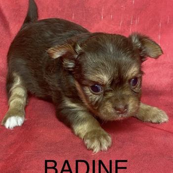 chiot Chihuahua Poil Long BADINE chihuahua à réserver Domaine de la Chantelaie