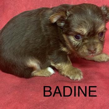 chiot Chihuahua Poil Long BADINE chihuahua à réserver Domaine de la Chantelaie