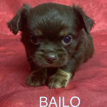 chiot Chihuahua Poil Long BAILO chihuahua à réserver Domaine de la Chantelaie
