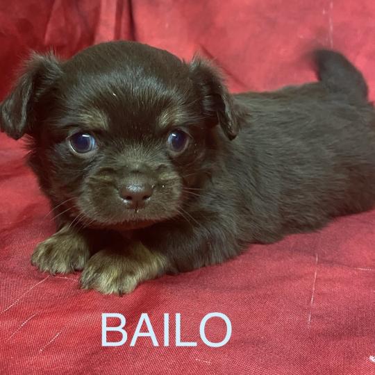 chiot Chihuahua Poil Long BAILO chihuahua à réserver Domaine de la Chantelaie