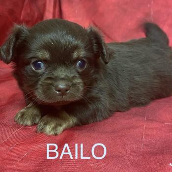 chiot Chihuahua Poil Long BAILO chihuahua à réserver Domaine de la Chantelaie