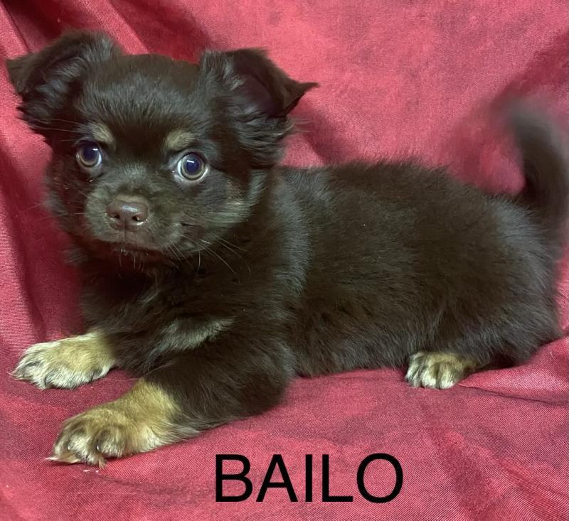 BAILO chihuahua DISPONIBLE Mâle Chihuahua Poil Long