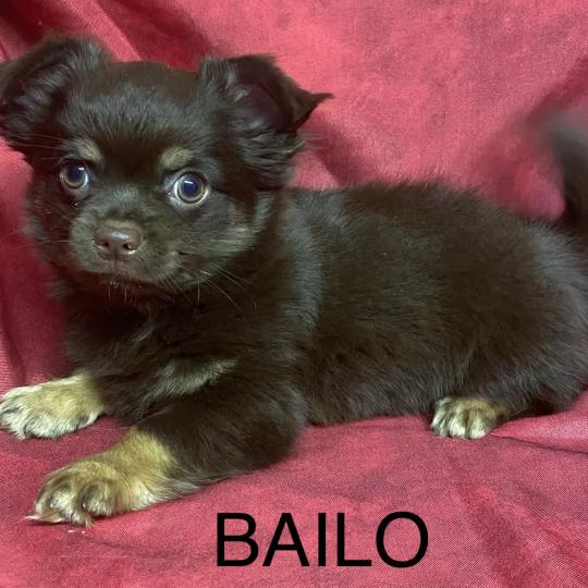 chiot Chihuahua Poil Long BAILO chihuahua disponible Domaine de la Chantelaie