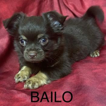 chiot Chihuahua Poil Long BAILO chihuahua disponible Domaine de la Chantelaie