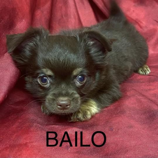 chiot Chihuahua Poil Long BAILO chihuahua disponible Domaine de la Chantelaie