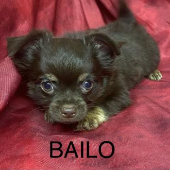 chiot Chihuahua Poil Long BAILO chihuahua disponible Domaine de la Chantelaie