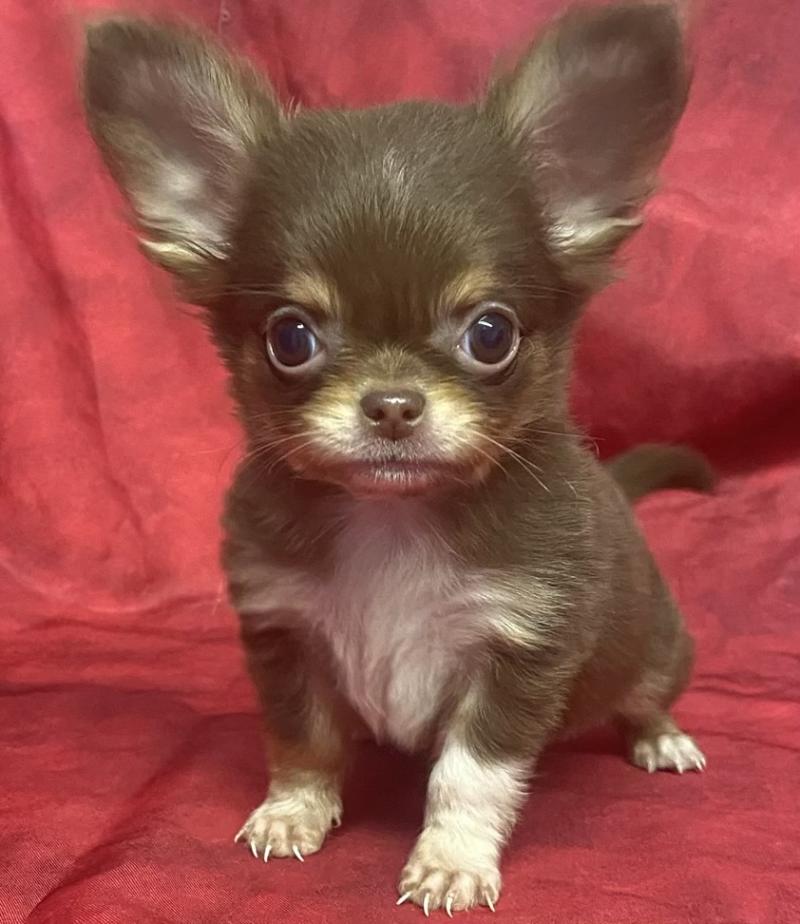 BALDER mini Chihuahua disponible Mâle Chihuahua Poil Long