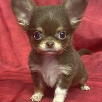 chiot Chihuahua Poil Long BALDER Chihuahua disponible Domaine de la Chantelaie