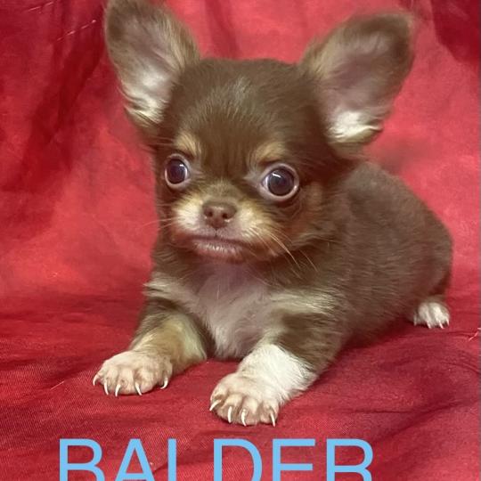 chiot Chihuahua Poil Long BALDER Chihuahua disponible Domaine de la Chantelaie