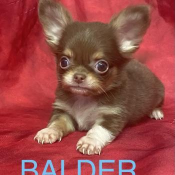 chiot Chihuahua Poil Long BALDER Chihuahua disponible Domaine de la Chantelaie