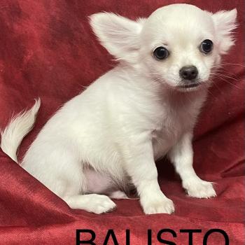 chiot Chihuahua Poil Long BALISTO chihuahua disponible Domaine de la Chantelaie