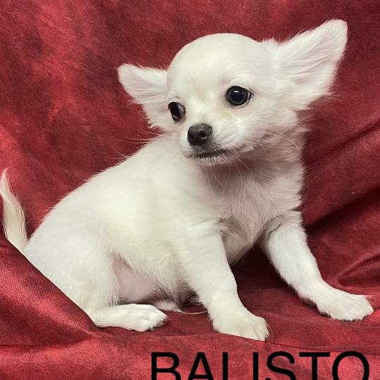 chiot Chihuahua Poil Long BALISTO chihuahua disponible Domaine de la Chantelaie