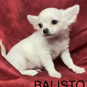chiot Chihuahua Poil Long BALISTO chihuahua disponible Domaine de la Chantelaie