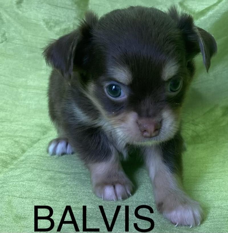 BALVIS chihuahua disponible Mâle Chihuahua Poil Long