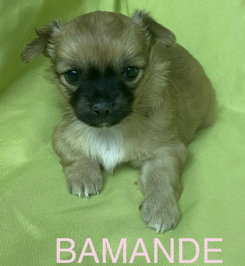 BAMANDE chihuahua à réserver Femelle Chihuahua Poil Long