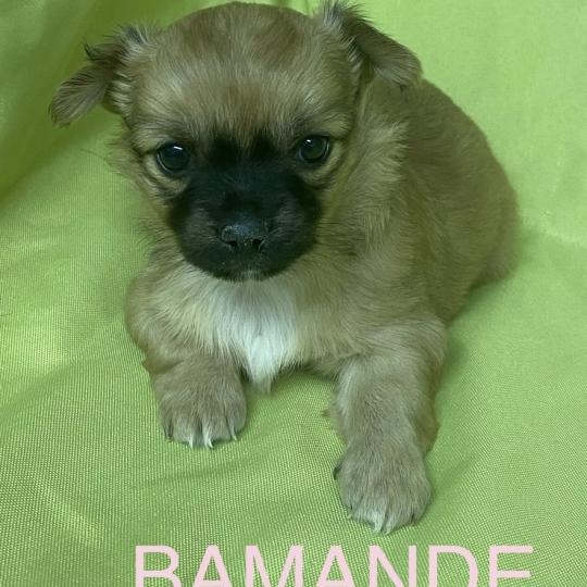 chiot Chihuahua Poil Long BAMANDE chihuahua à réserver Domaine de la Chantelaie