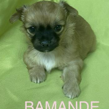 chiot Chihuahua Poil Long BAMANDE chihuahua à réserver Domaine de la Chantelaie