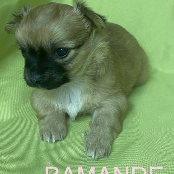 chiot Chihuahua Poil Long BAMANDE chihuahua à réserver Domaine de la Chantelaie