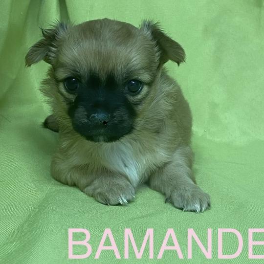 chiot Chihuahua Poil Long BAMANDE chihuahua à réserver Domaine de la Chantelaie