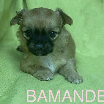 chiot Chihuahua Poil Long BAMANDE chihuahua à réserver Domaine de la Chantelaie