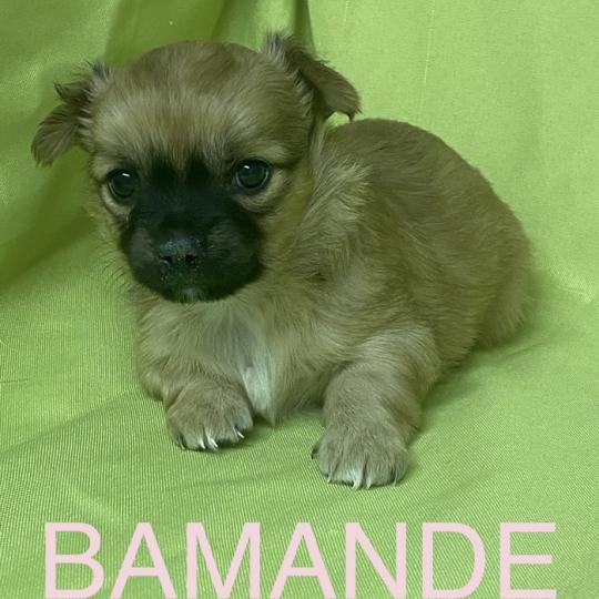 chiot Chihuahua Poil Long BAMANDE chihuahua à réserver Domaine de la Chantelaie