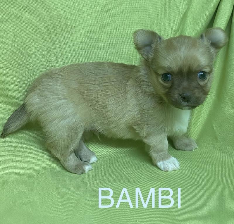 BAMBI chihuahua à réserver Mâle Chihuahua Poil Long
