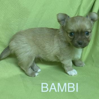 chiot Chihuahua Poil Long BAMBI chihuahua à réserver Domaine de la Chantelaie