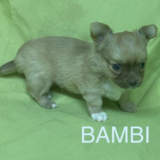 chiot Chihuahua Poil Long BAMBI chihuahua à réserver Domaine de la Chantelaie
