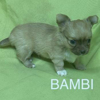 chiot Chihuahua Poil Long BAMBI chihuahua à réserver Domaine de la Chantelaie