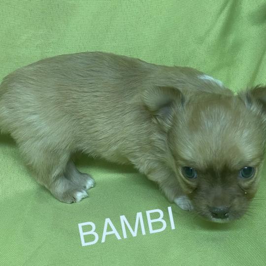 chiot Chihuahua Poil Long BAMBI chihuahua à réserver Domaine de la Chantelaie