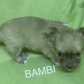 chiot Chihuahua Poil Long BAMBI chihuahua à réserver Domaine de la Chantelaie