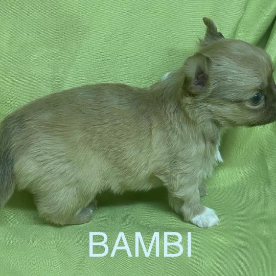 chiot Chihuahua Poil Long BAMBI chihuahua à réserver Domaine de la Chantelaie