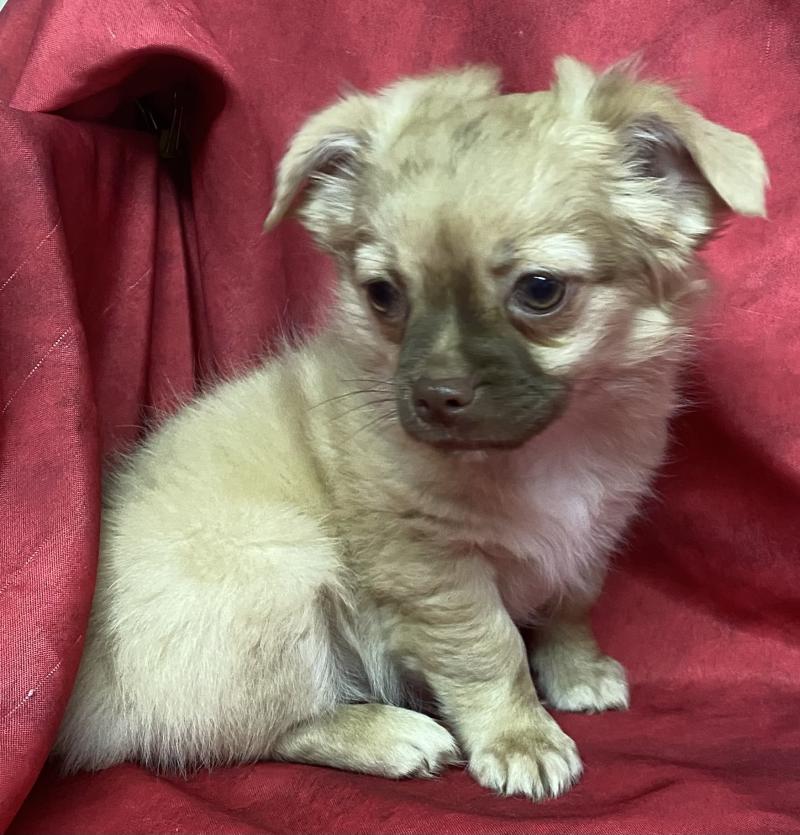 BAMBI chihuahua DISPONIBLE Mâle Chihuahua Poil Long