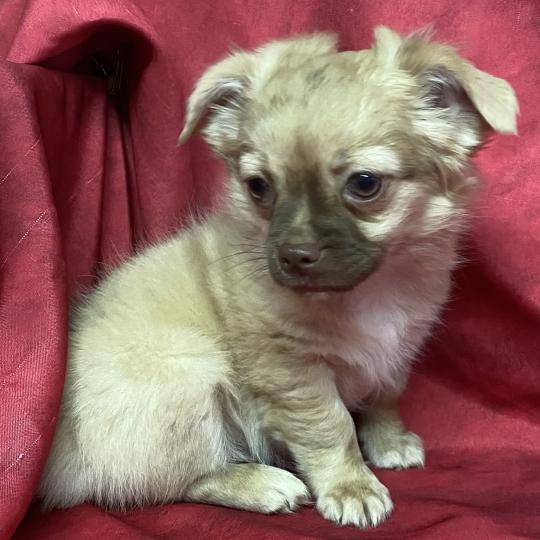 chiot Chihuahua Poil Long BAMBI chihuahua DISPONIBLE Domaine de la Chantelaie