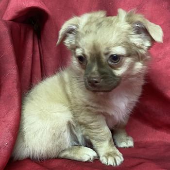 chiot Chihuahua Poil Long BAMBI chihuahua DISPONIBLE Domaine de la Chantelaie