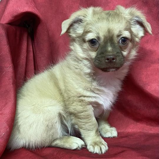 chiot Chihuahua Poil Long BAMBI chihuahua DISPONIBLE Domaine de la Chantelaie