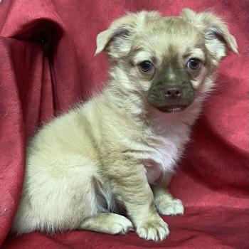 chiot Chihuahua Poil Long BAMBI chihuahua DISPONIBLE Domaine de la Chantelaie