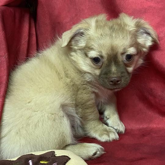 chiot Chihuahua Poil Long BAMBI chihuahua DISPONIBLE Domaine de la Chantelaie