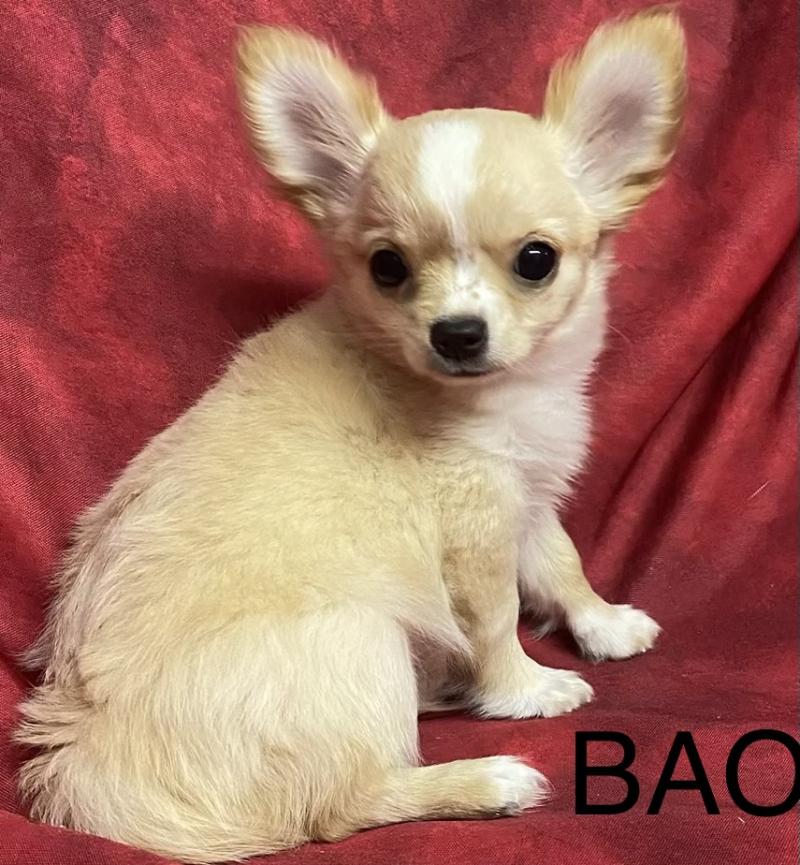 BAO Chihuahua LOF disponible Mâle Chihuahua Poil Long