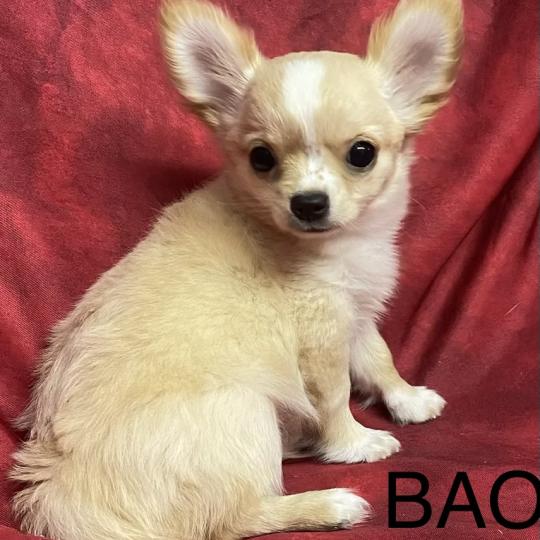 chiot Chihuahua Poil Long BAO Chihuahua disponible Domaine de la Chantelaie