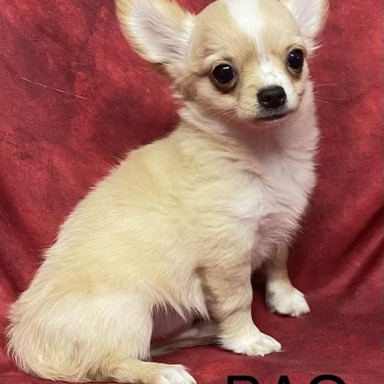 chiot Chihuahua Poil Long BAO Chihuahua disponible Domaine de la Chantelaie