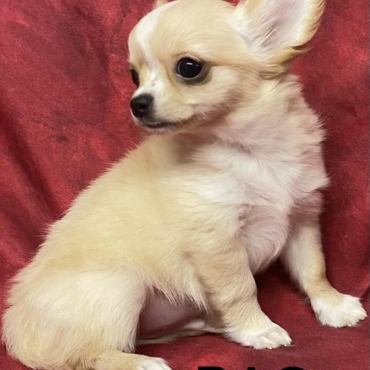 chiot Chihuahua Poil Long BAO Chihuahua disponible Domaine de la Chantelaie